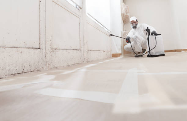 Black mold remediation team in Woodbridge