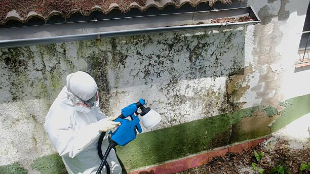 Mold Removal service in Woodbridge